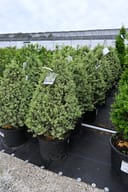 Elegantissima Variegated Boxwood Cone shrubs in black nursery containers