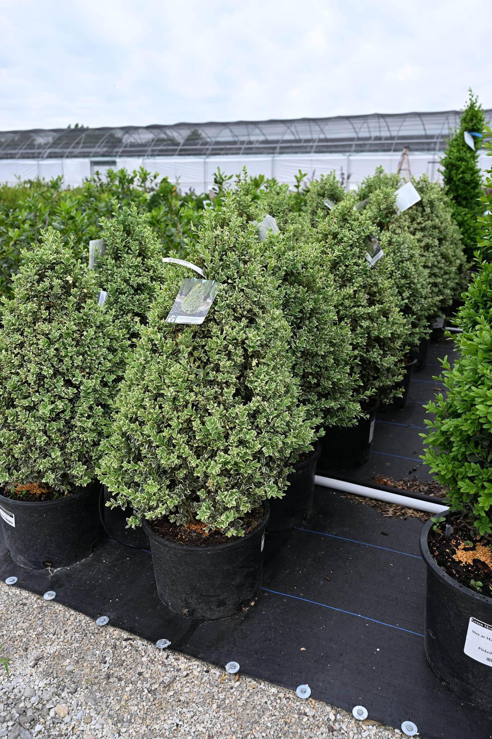 Elegantissima Variegated Boxwood Cone - view 4