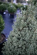 Elegantissima Variegated Boxwood Cone with dense cone-shaped foliage edged in white