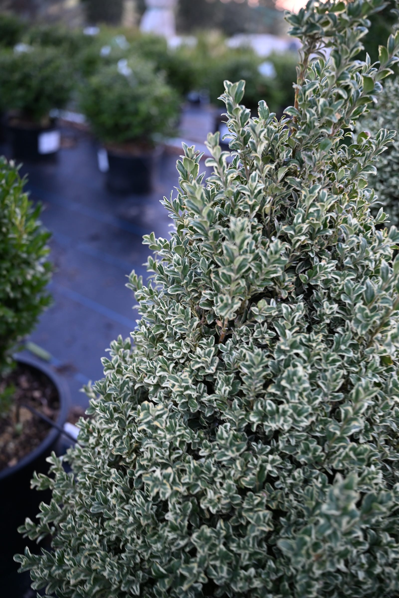 Elegantissima Variegated Boxwood Cone - view 2