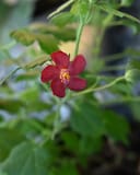 Ellen's Legacy Rock Rose Pavonia - Image 3