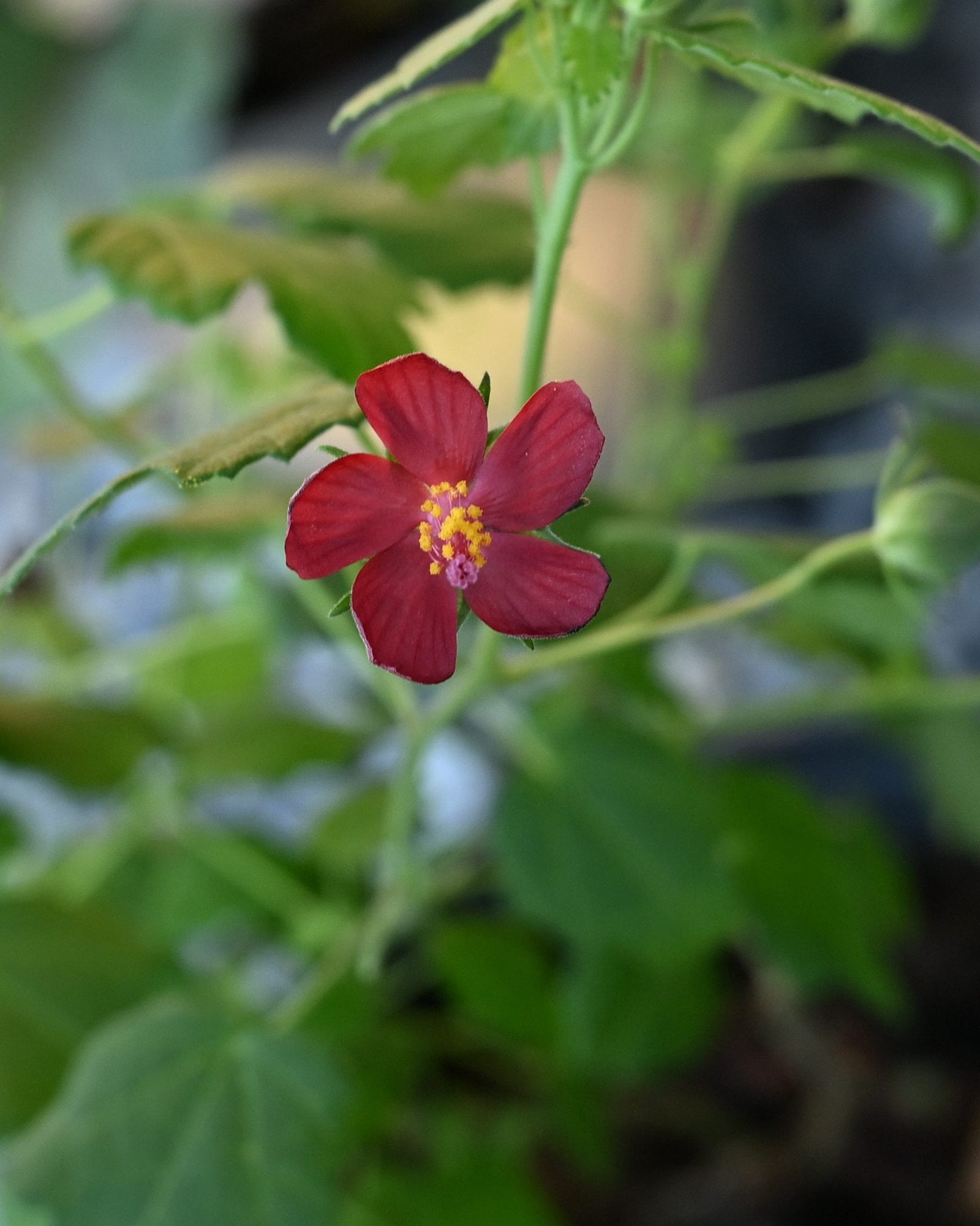 Ellen's Legacy Rock Rose Pavonia - view 3