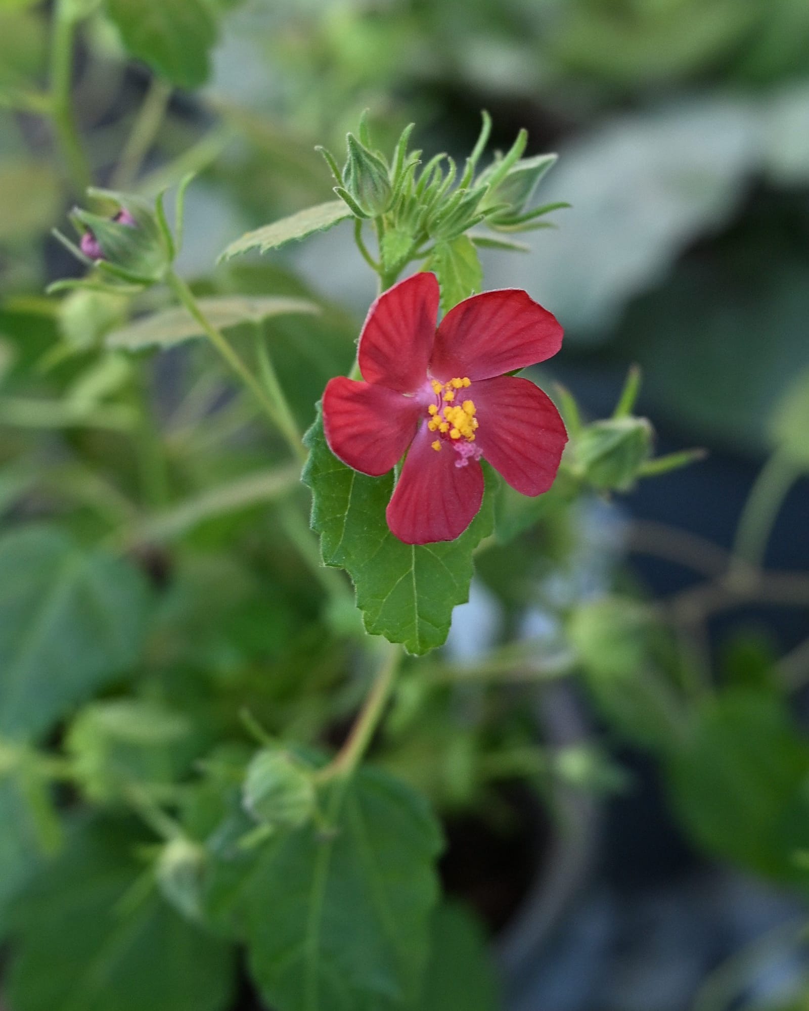 Ellen's Legacy Rock Rose Pavonia - Main Image