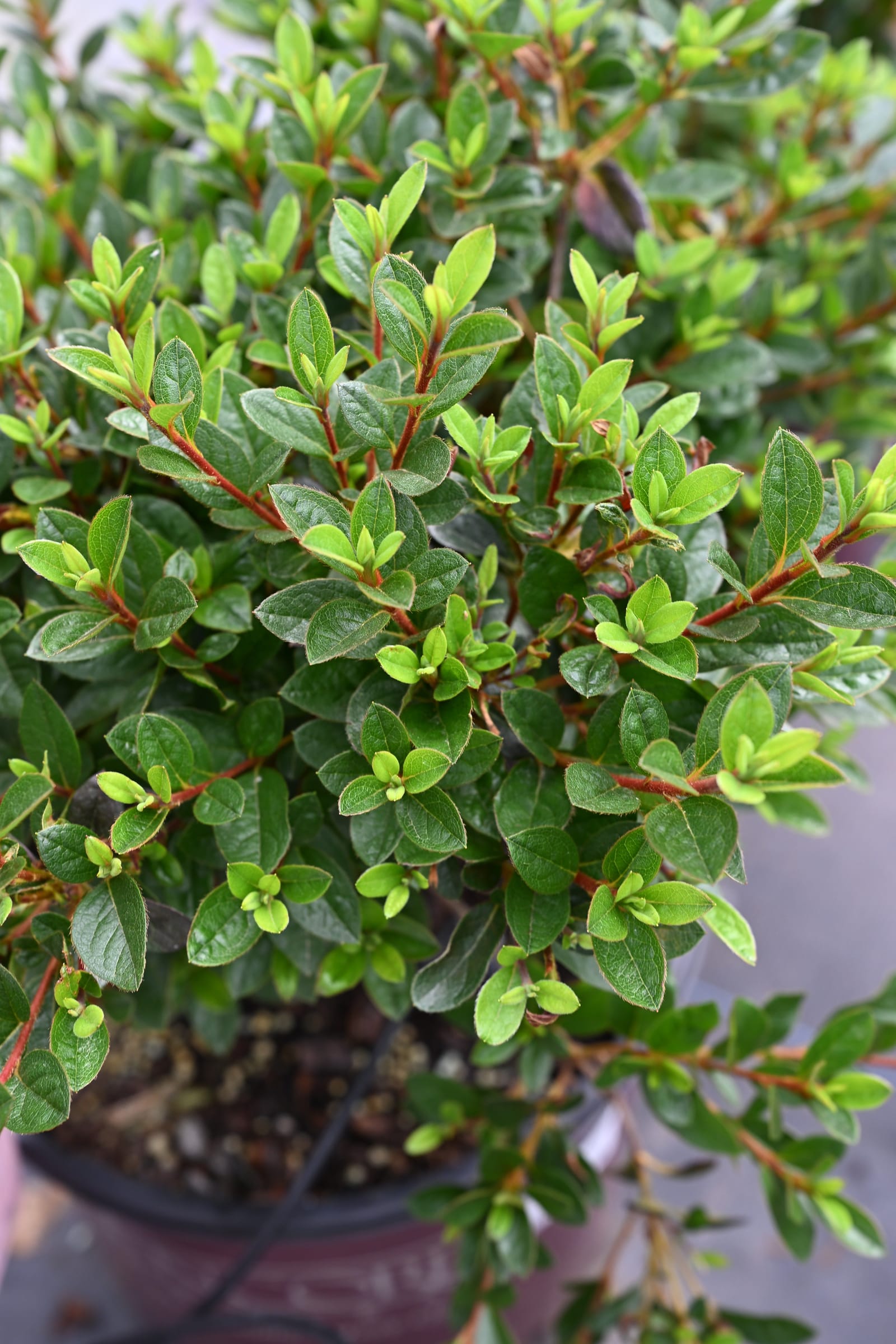 Encore Azalea Autumn Ruby - view 2