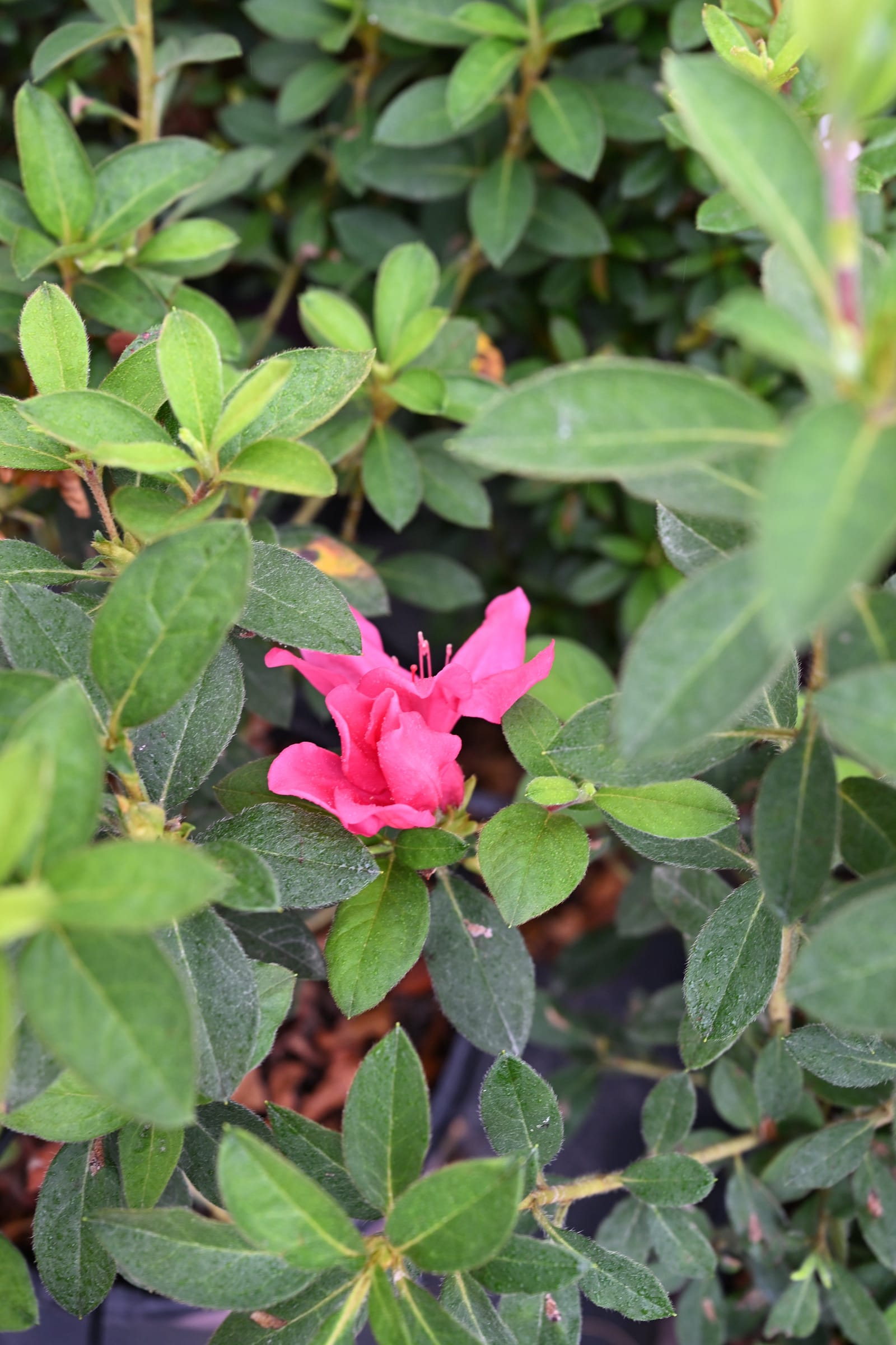 Encore Azalea Autumn Sangria - view 2