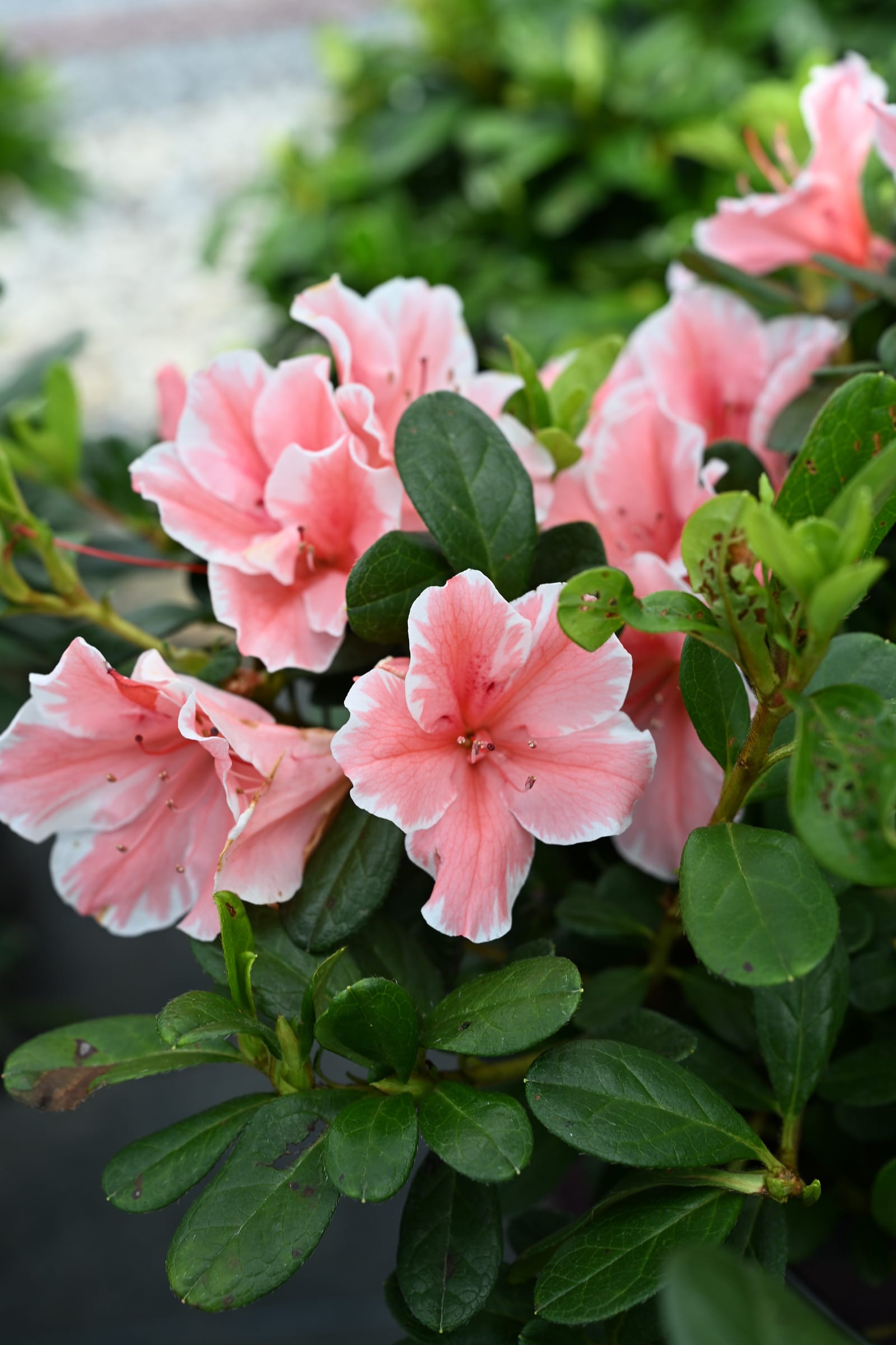 Encore Azalea Autumn Sunburst - view 2