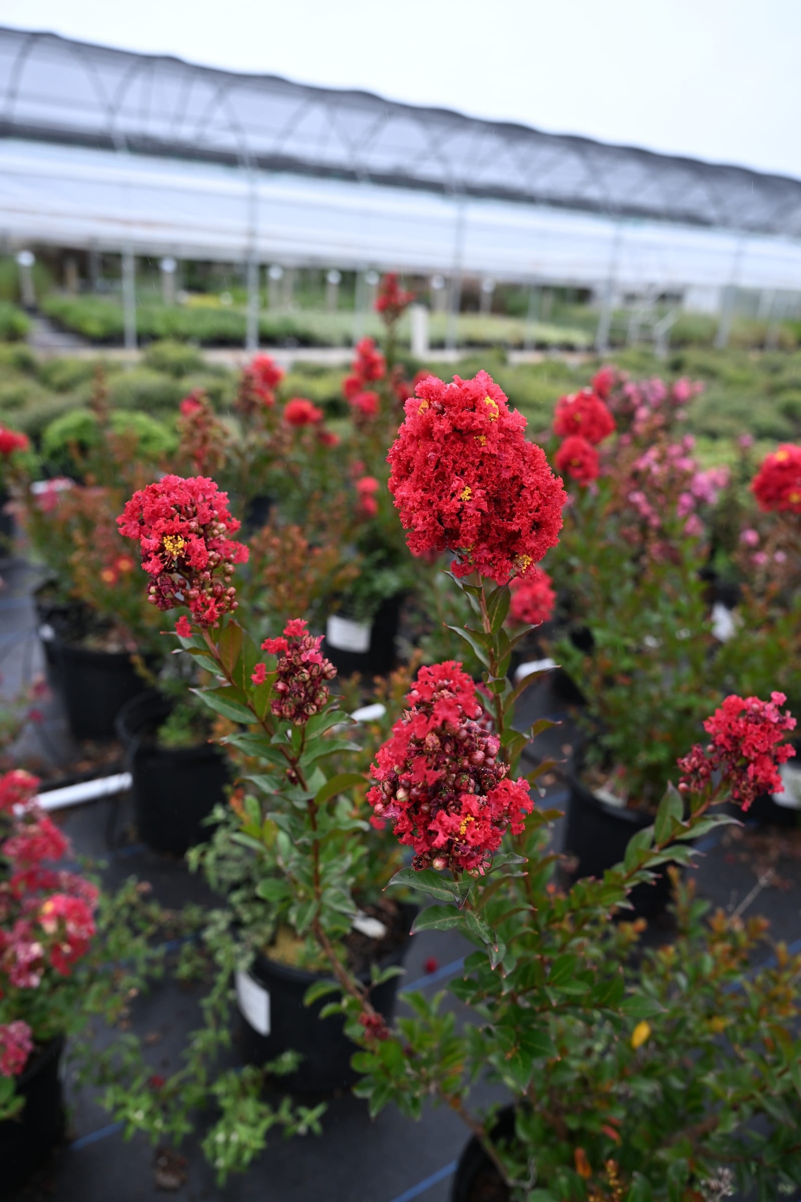 Enduring Summer Red Crape Myrtle - view 3