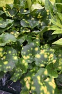 Firefly Leopard Plant with glossy green leaves patterned with bright yellow spots