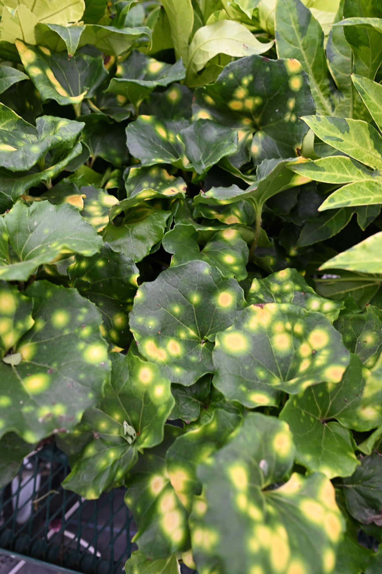 Firefly Leopard Plant - view 2