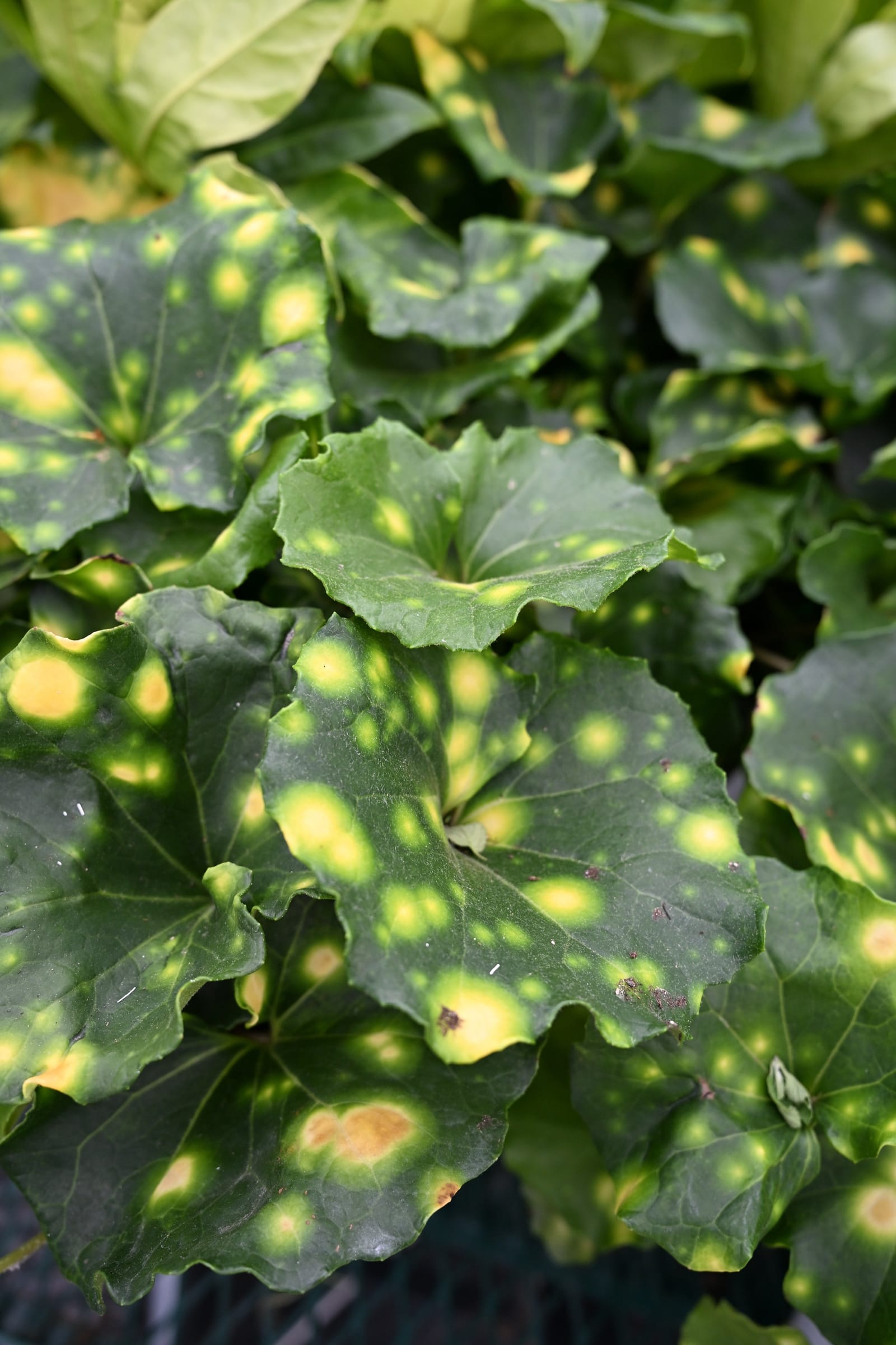 Firefly Leopard Plant - view 3