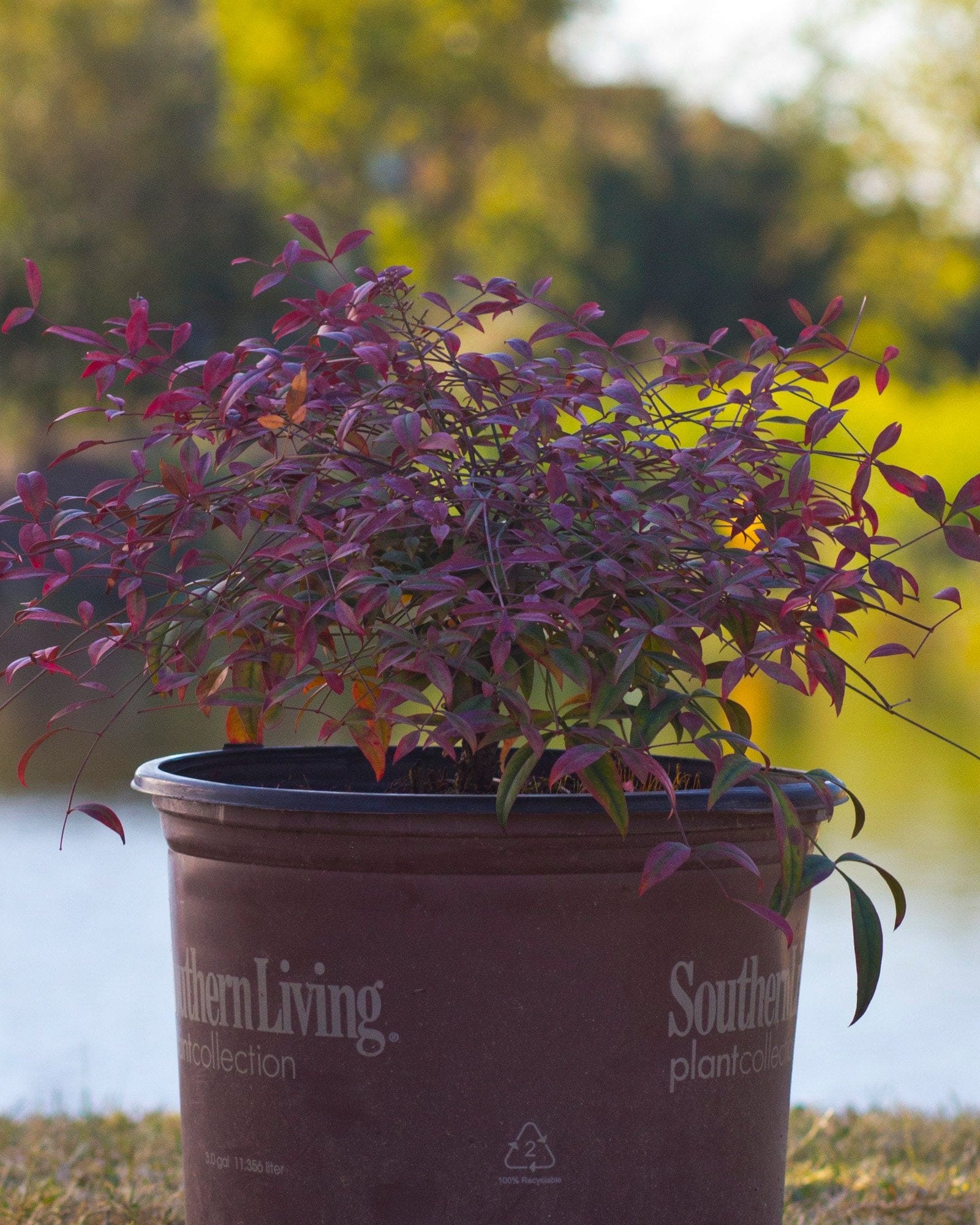 Flirt Nandina with burgundy foliage growing in a nursery container outdoors