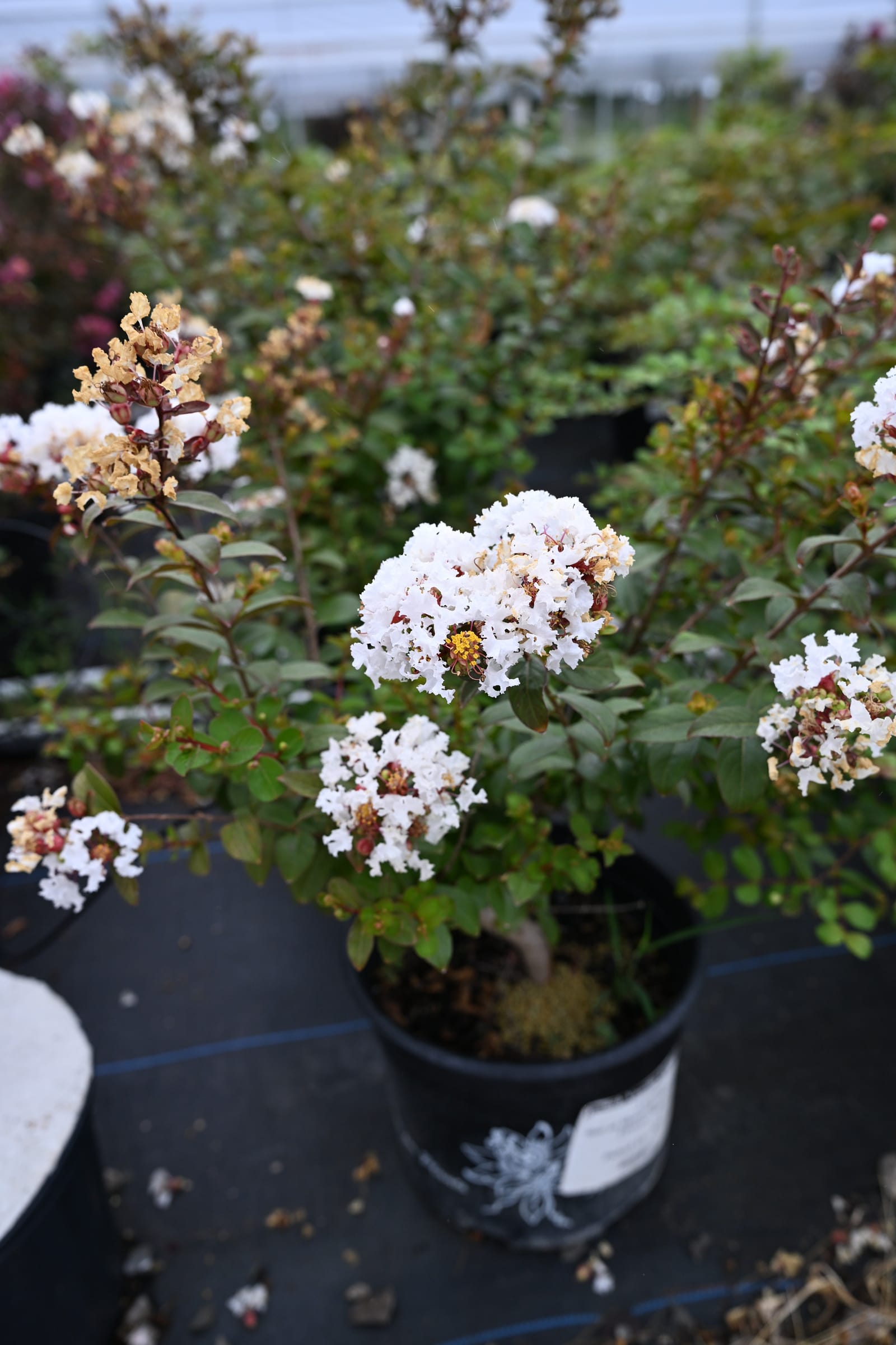 French Vanilla Crape Myrtle - view 3