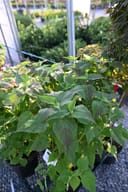 Head over Heels Adore Hibiscus with lush green foliage in a nursery container
