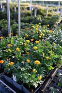 Hot Pak Mix French Marigold plants with orange and yellow flowers in nursery containers