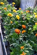 Hot Pak Mix French Marigold plants with yellow and orange flowers in nursery containers