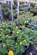 Hot Pak Mix French Marigold plants with orange and yellow flowers in nursery containers