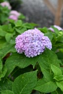 Hydrangea The Original with a rounded cluster of pale pink and lavender flowers among green leaves