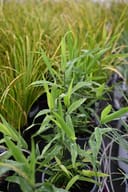 Inland Sea Oates grass with slender green leaves and water droplets among nursery containers
