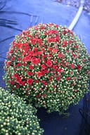 Josephine Red Mum covered in red and pale flower buds in a rounded nursery container