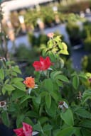 Joseph's Coat Climbing Rose with red and orange flowers among green foliage in a nursery container