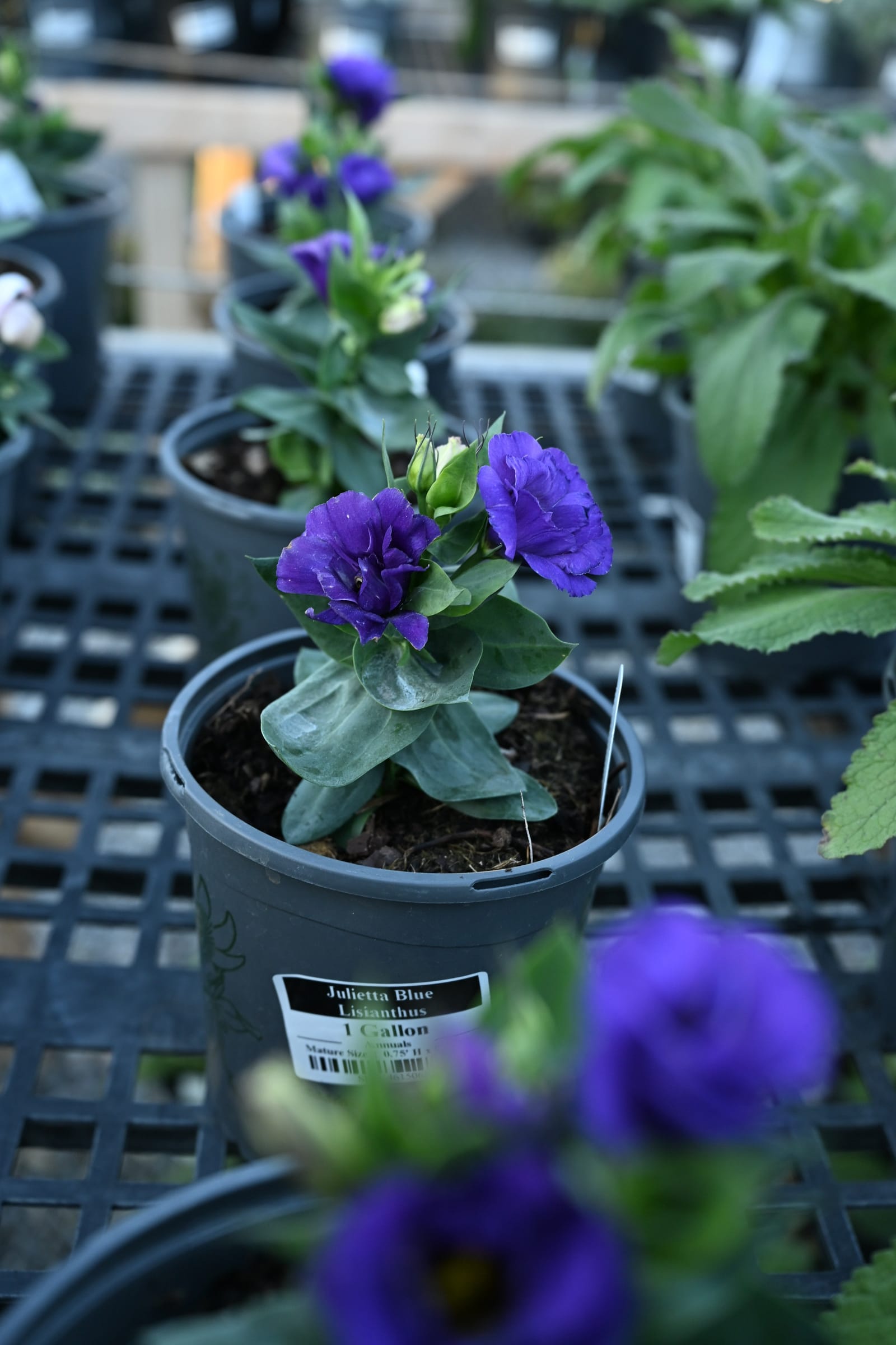 Julietta Blue Lisianthus - view 2