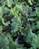 Kamome Red Kale - Image 3