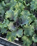 Kamome Red Kale - Main Image
