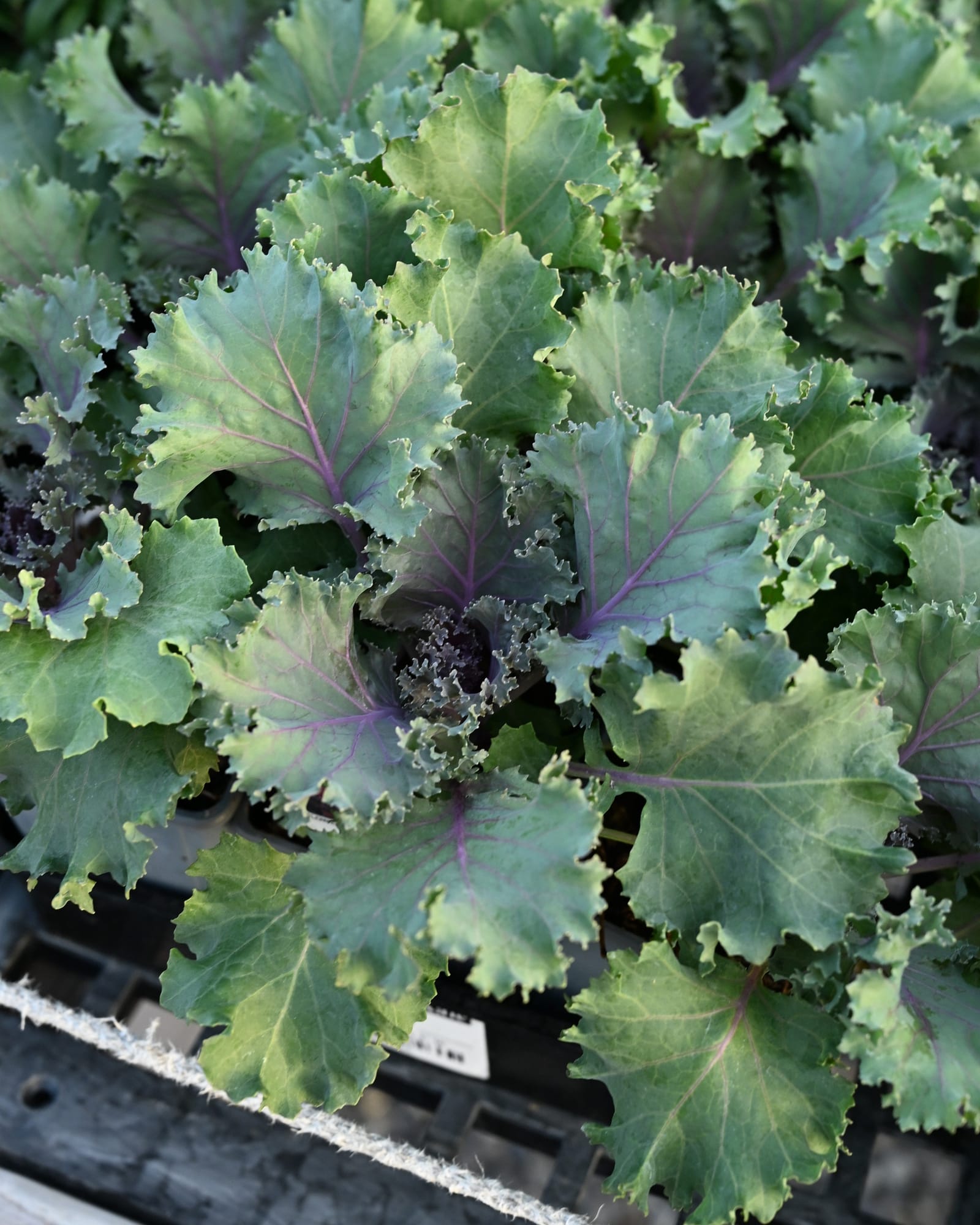 Kamome Red Kale