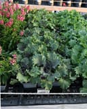 Kamome Red Kale - Image 2