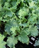 Kamome White Kale - Main Image