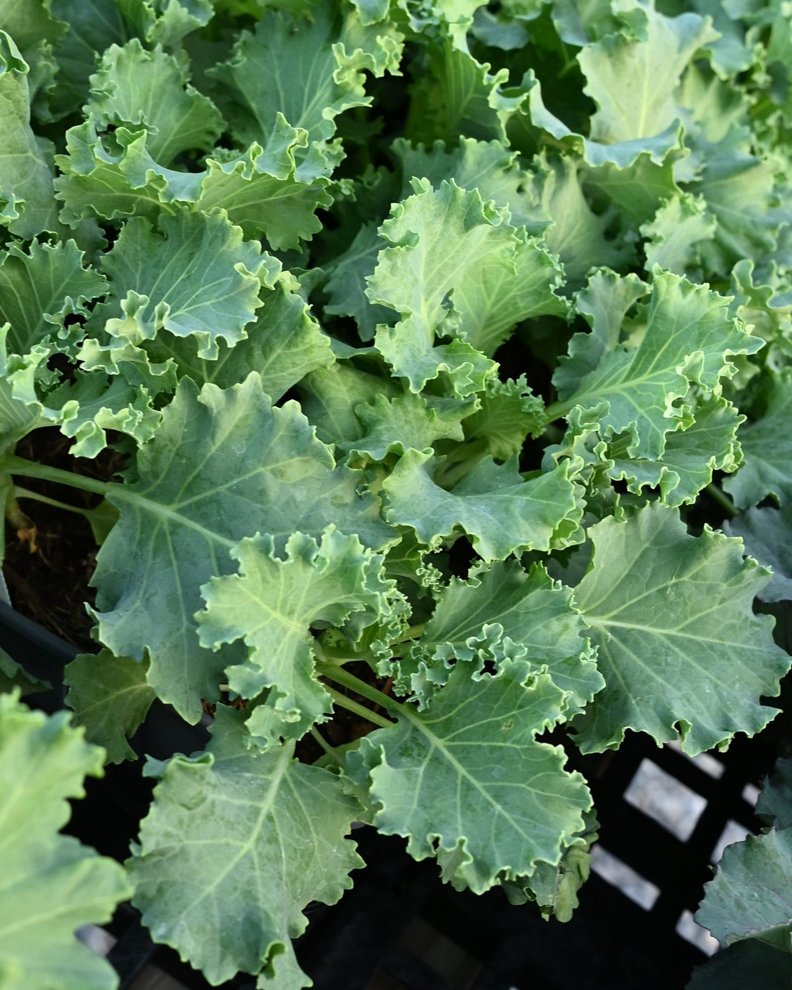 Kamome White Kale
