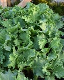 Kamome White Kale - Image 3
