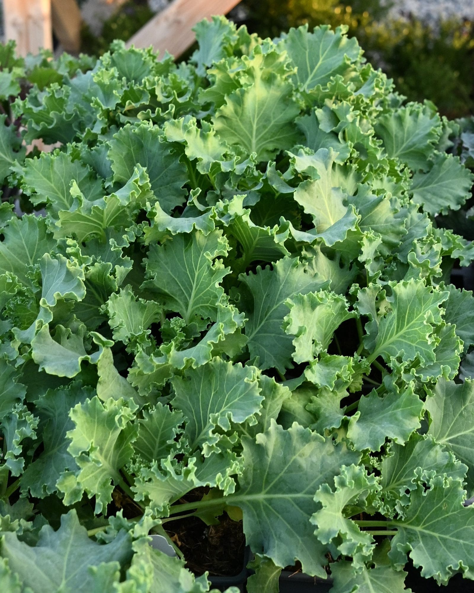 Kamome White Kale - view 3
