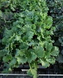 Kamome White Kale - Image 2