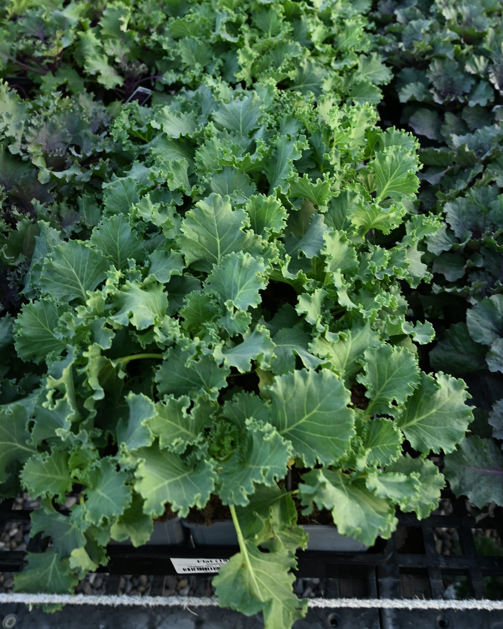 Kamome White Kale - view 2