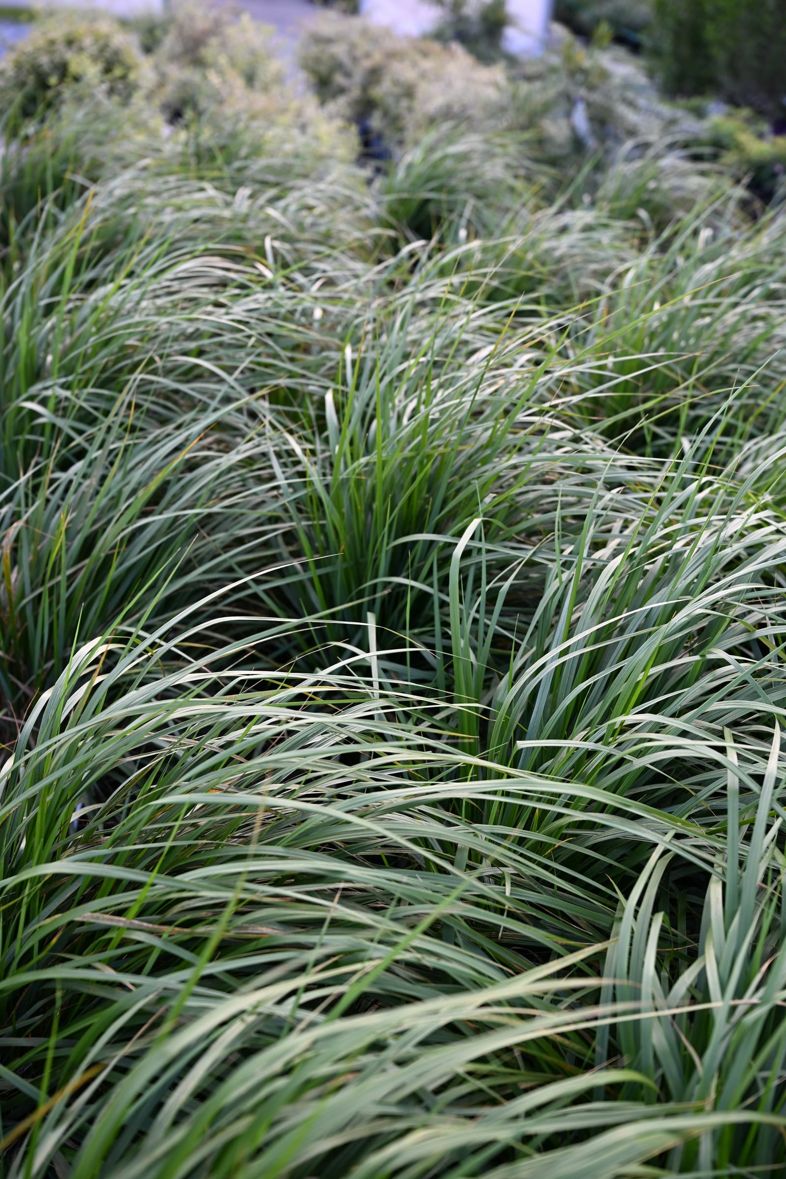 Karl Foerster Feather Reed Grass - view 2