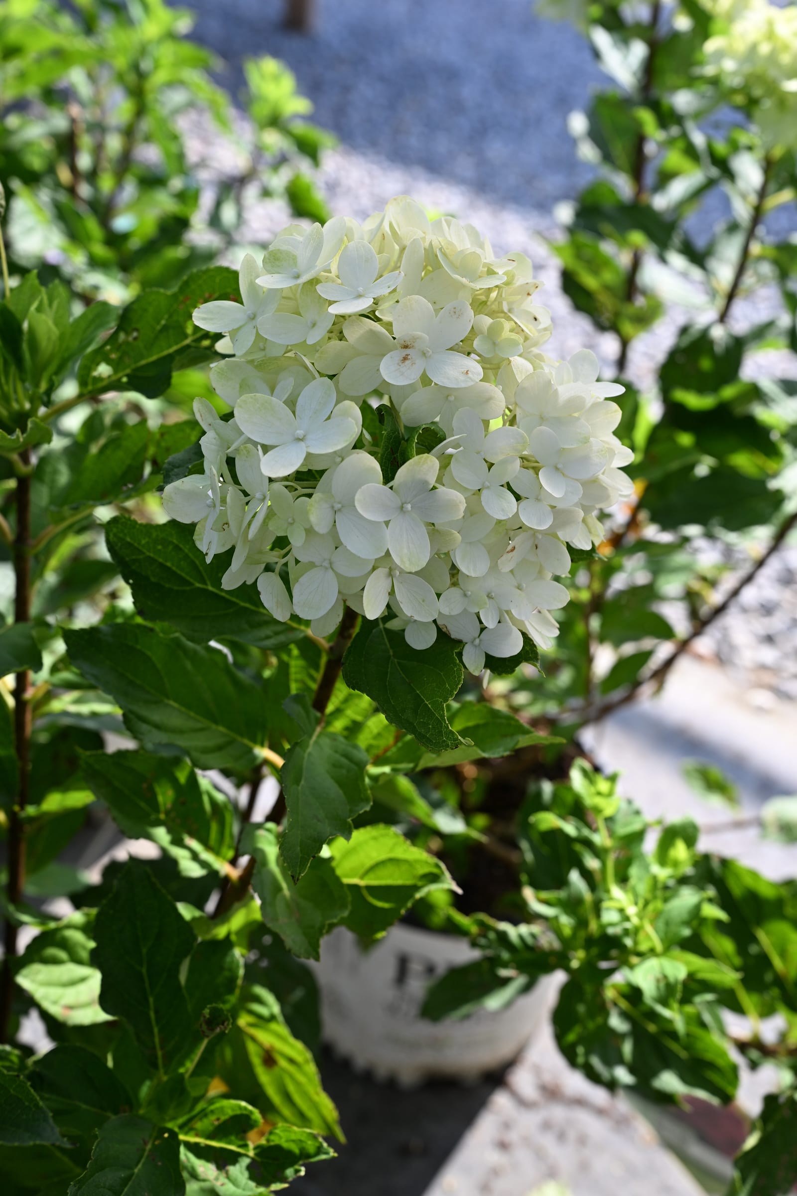 Limelight Prime Hydrangea - view 5