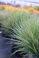 Little Bluestem ornamental grass with fine blue-green blades growing in nursery containers