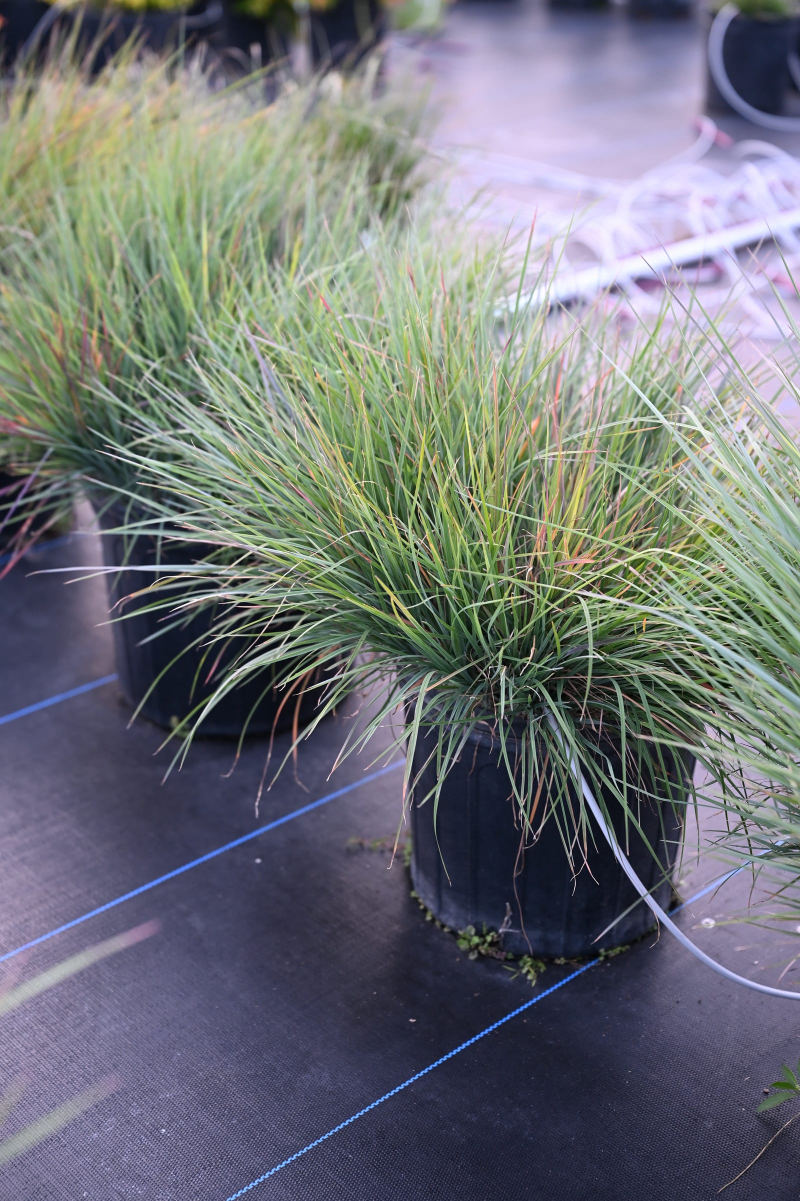Little Bluestem - view 2