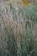 Little Bluestem with fine upright blades and feathery seed heads in a dense planting