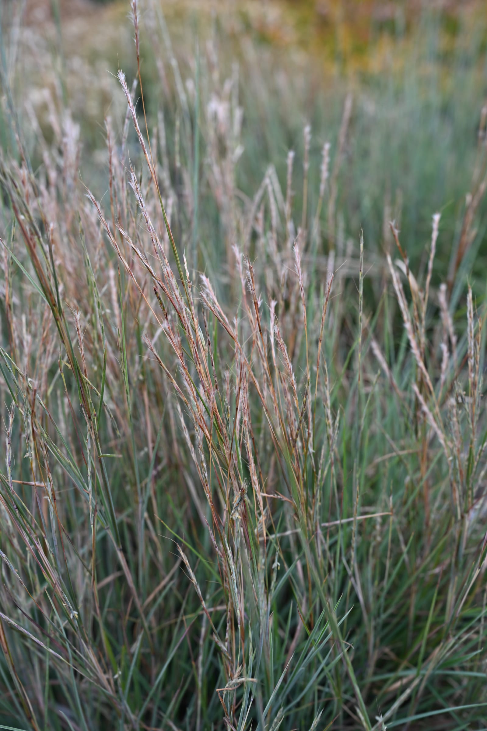 Little Bluestem - view 4