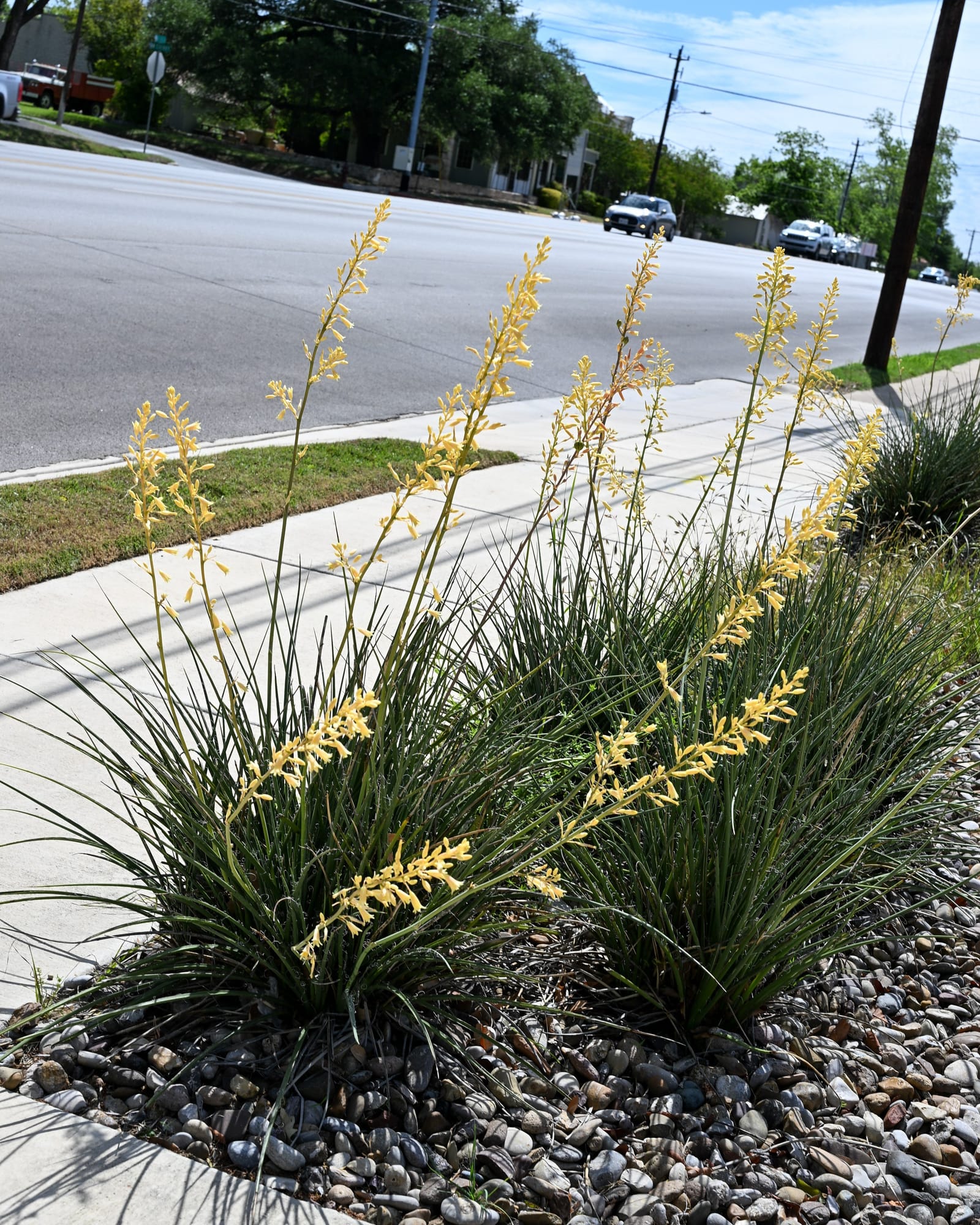 Little Miss Sunshine Yucca - view 5