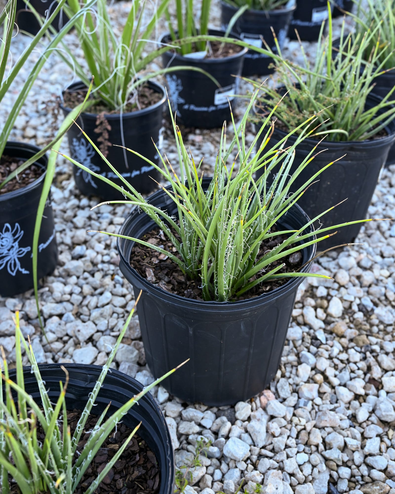Little Miss Sunshine Yucca - view 2