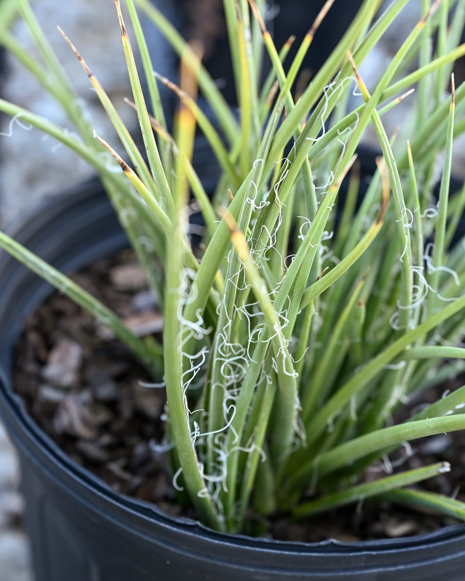 Little Miss Sunshine Yucca - view 3