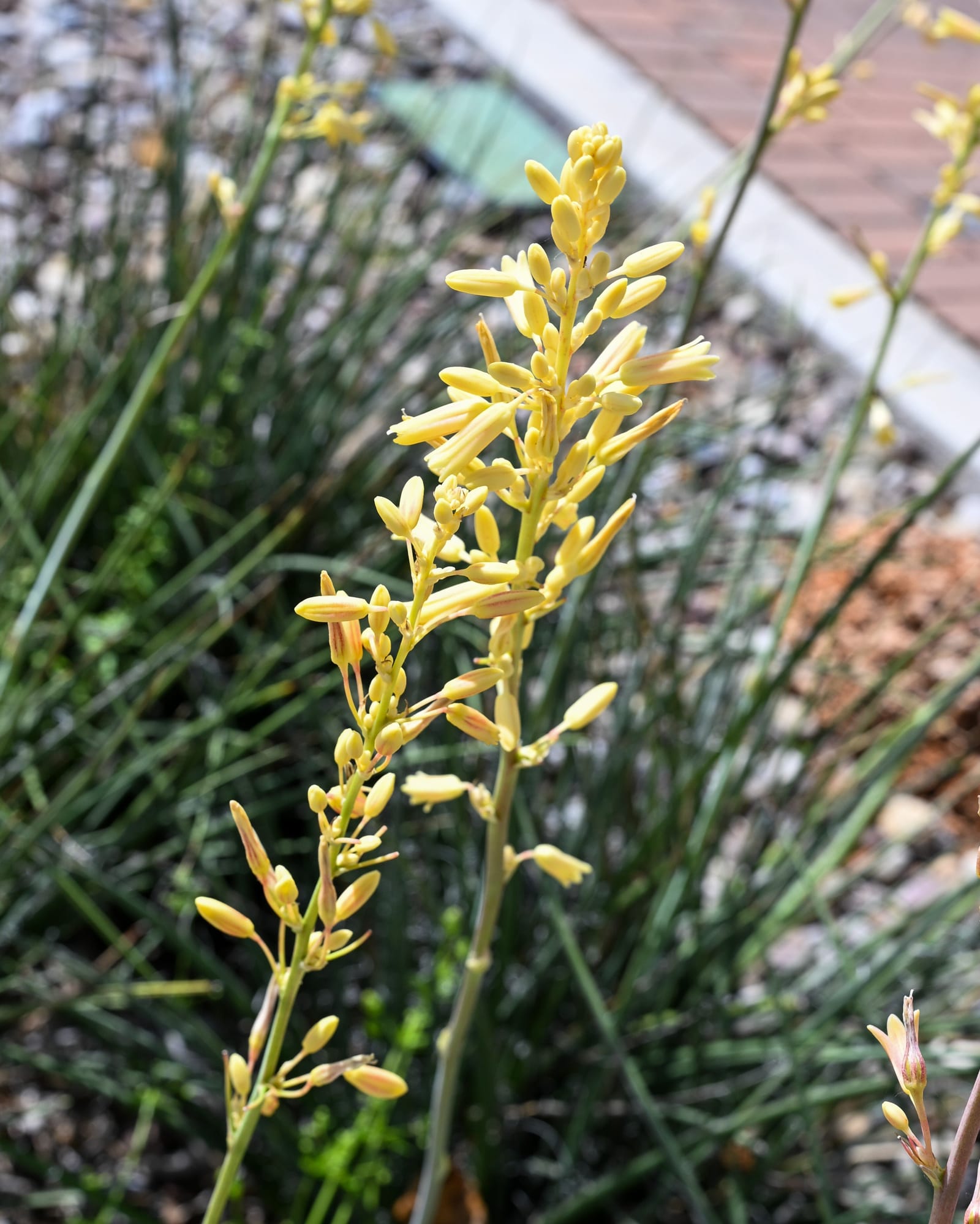 Little Miss Sunshine Yucca