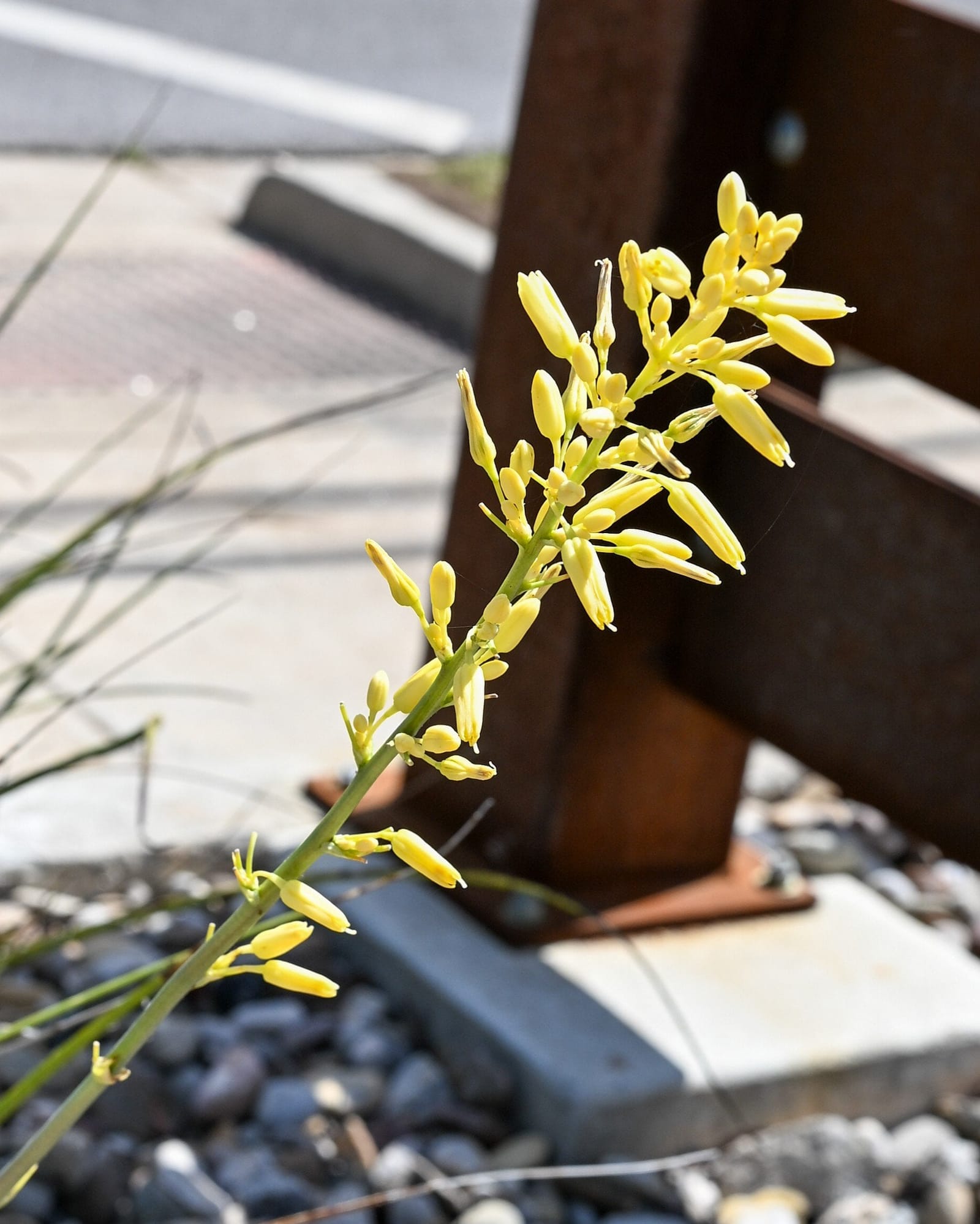 Little Miss Sunshine Yucca - view 4