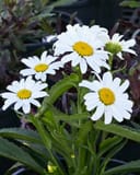 Lucille Grace Shasta Daisy - Image 4