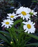 Lucille Grace Shasta Daisy - Main Image