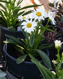 Lucille Grace Shasta Daisy - Image 2