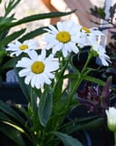 Lucille Grace Shasta Daisy - Image 3